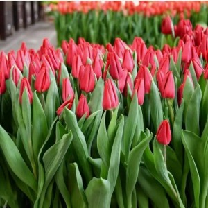 Тюльпан Ферст Стар (First Star)